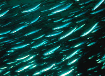 20110307-NOAA fish Herring_100.jpg